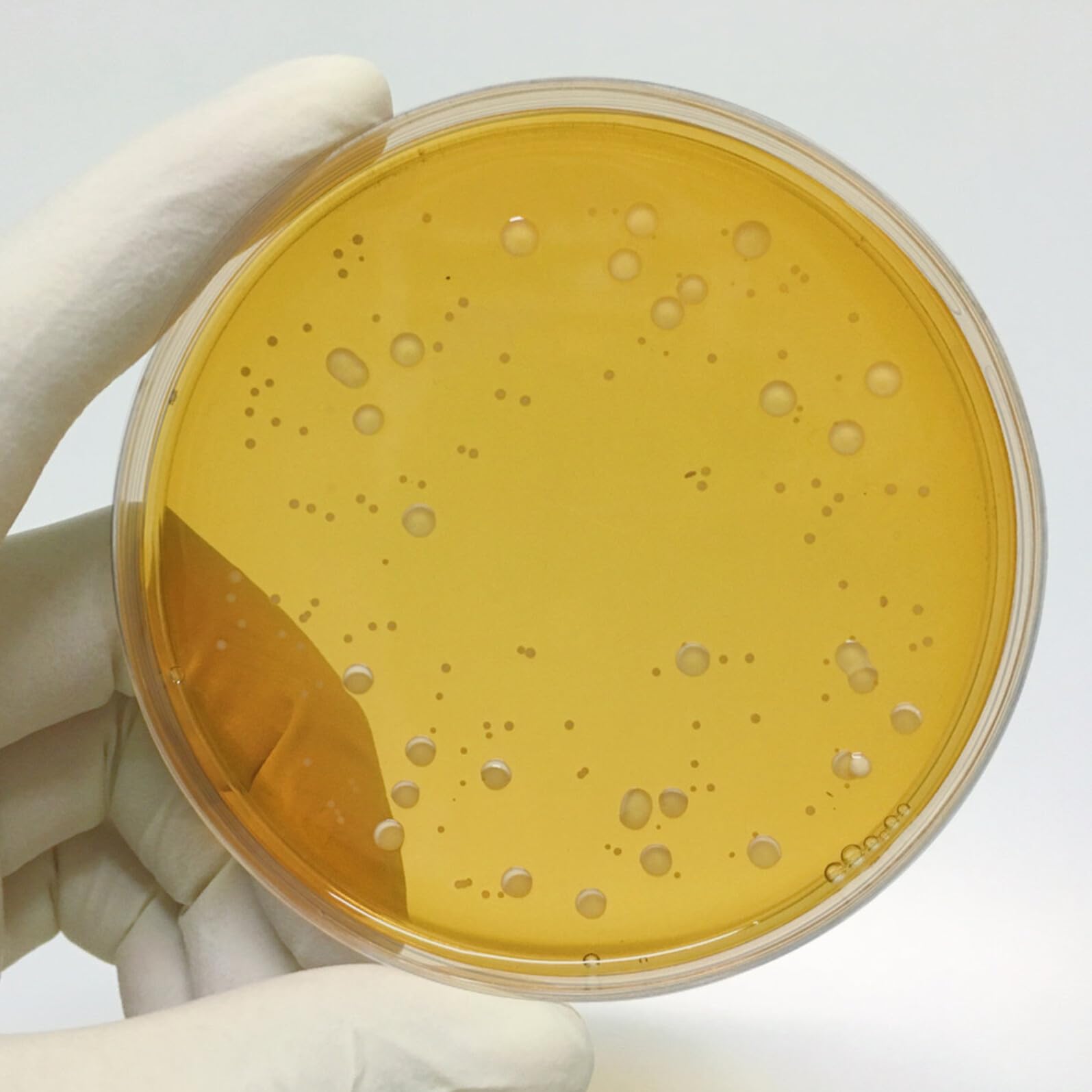 10 piezas Unidades Placas Agar Portátiles Nutrición Microbiana Precargadas para Proyectos Escolares Cultivos Tejidos Laboratorio