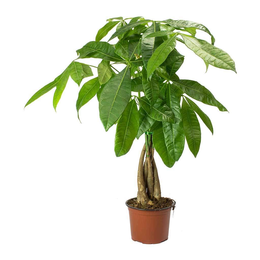 Pachira aquatica natural de hojas palmeadas, el árbol de interior fácil de cuidar en casa