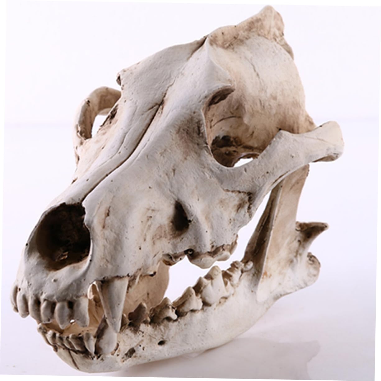PRETYZOOM Bärenschädel 2st Schädelkopfmodell Aus Harz Home Decor Wohnungseinrichtung Ideas Geschenkeidee Hochstihl Skelett Figur Heim Tiere Wolf Replik Skelett Nachbildung Einer Skelettfigur