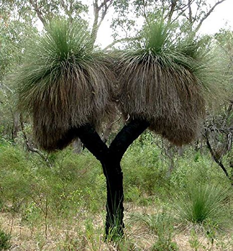 【種子】Xanthorrhoea Preissii クサントロエア(ザンソロエア)・プレイシー◎グラスツリー/ウェスタン・ブラックボーイ/オーストラリア原産の希少種◆5粒