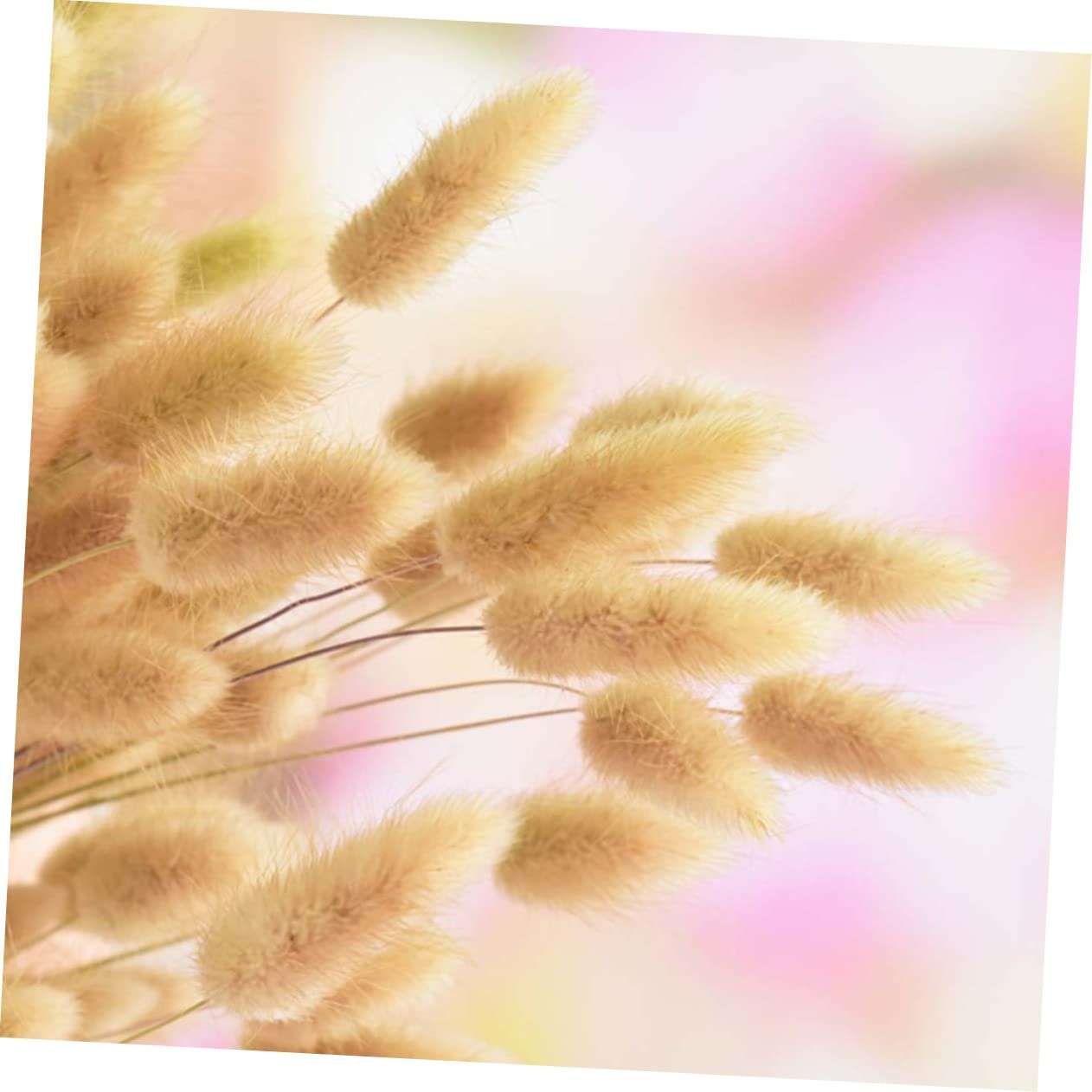 Cabilock 3 Uds 1 Uds Decoración del Hogar Flores Secas Cola De Conejo Plantas Naturales Flor Natural para Foto Hogar Pennisetum
