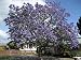 Beautiful Flowering 3-7" Tall Potted Plant Starter Blue Jacaranda Tree, Great Specimen Plant