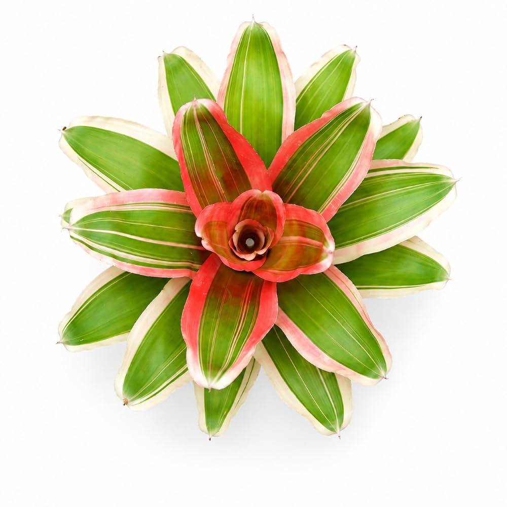 Neoregelia madame van durme 24–30 cm, ungetopft, – Bromelie für Dendrobaten & Pfeilgiftfrösche – epiphytische Terrarienpflanze ohne Erde – tropische Regenwaldpflanze für Feuchtraumterrarium