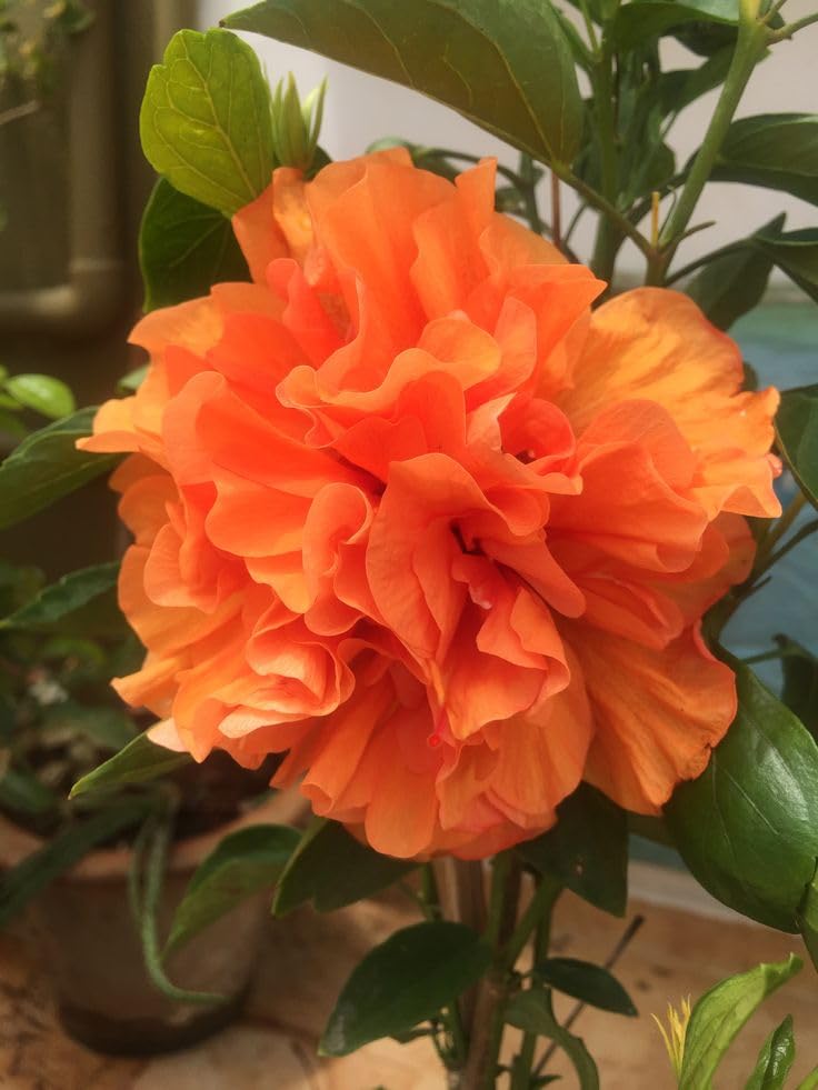 Double Petal Orange Hibiscus Flower Plant – Exotic, Vibrant Blooming Shrub – Ideal for Gardens & Pots – Easy Care Tropical Plant by My Dream Garden-image-29