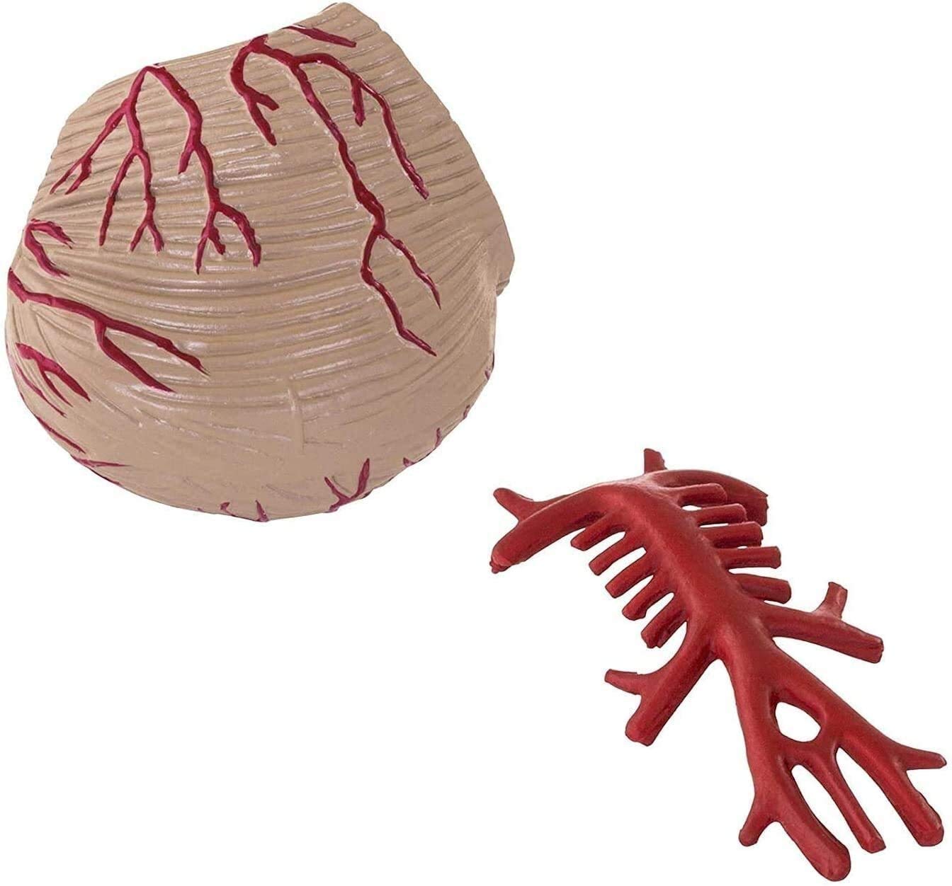 Gehirn Anatomisches Modell Phy BM-1 realistisches 3D-Modell im Maßstab 1: 1-Modell, 9 einzelne Segmente