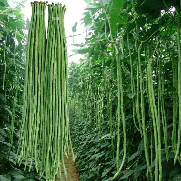 Fresh Long Yard Beans (Lobia), Green Vegetables seed/beej pack of...