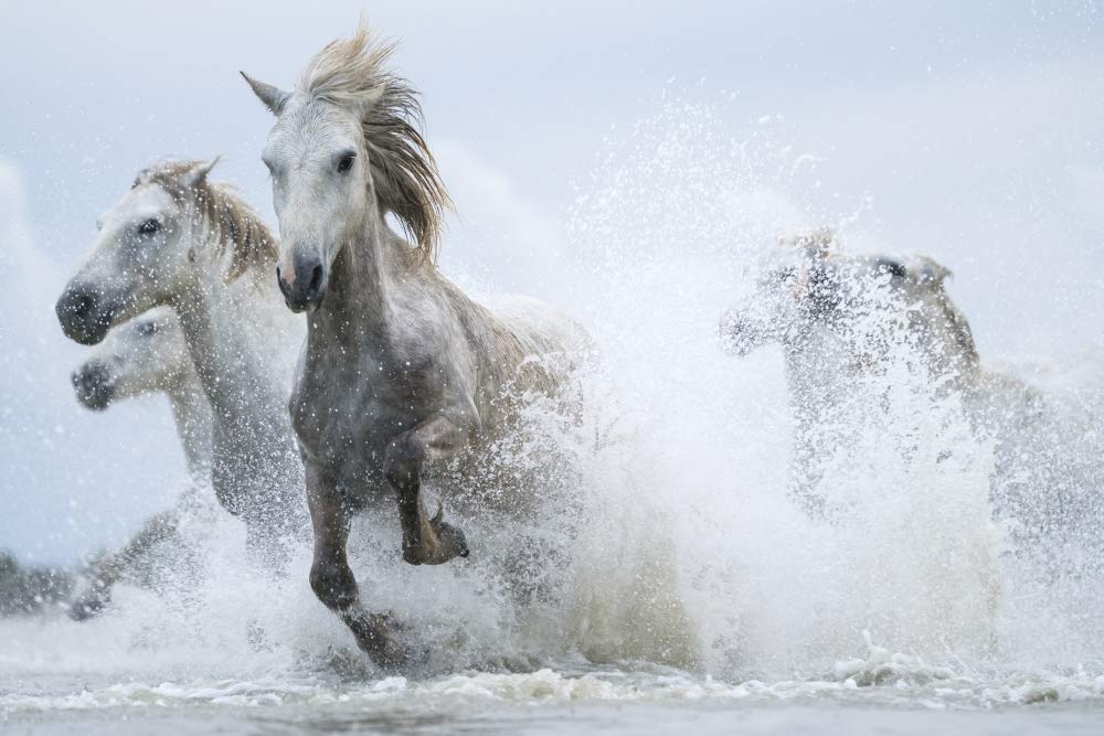 Amazon.com: Posterazzi DPI12545678 White Horses Running Out of The