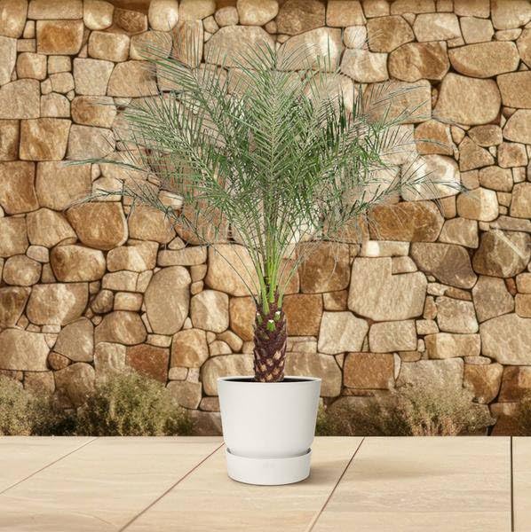 Enano – Palmera datilera Phoenix Roebelenii Planta de interior Ø32 cm 150 cm – Planta verde tropical para salón, oficina y lugares luminosos comprar | Palmera exótica para sala de estar y oficina, fácil de limpiar, decorativa