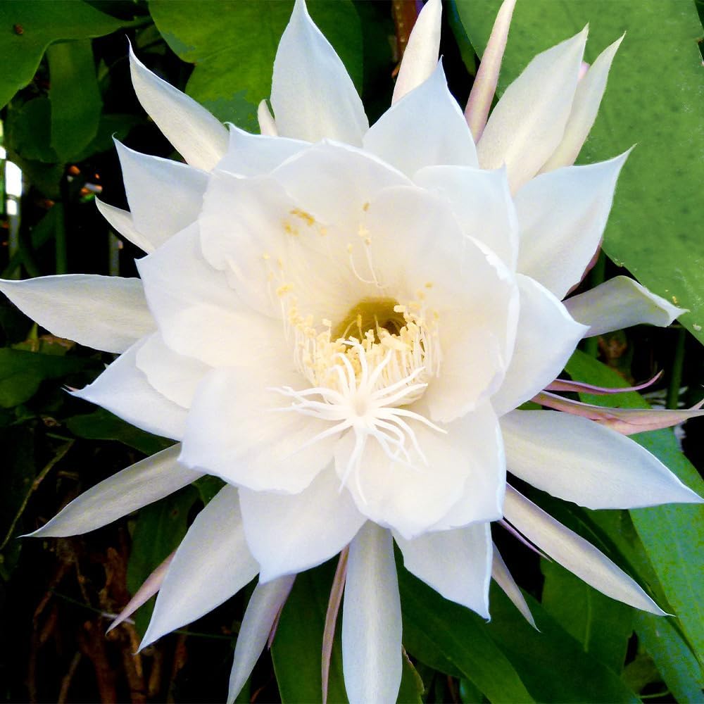 ツツジ　ヤシオツツジ　苗木　植木　庭木　白花　ゴヨウツツジ　NO92 ヤシオツツジ苗木植木庭木白花ゴヨウツツジNO1 ツツジ