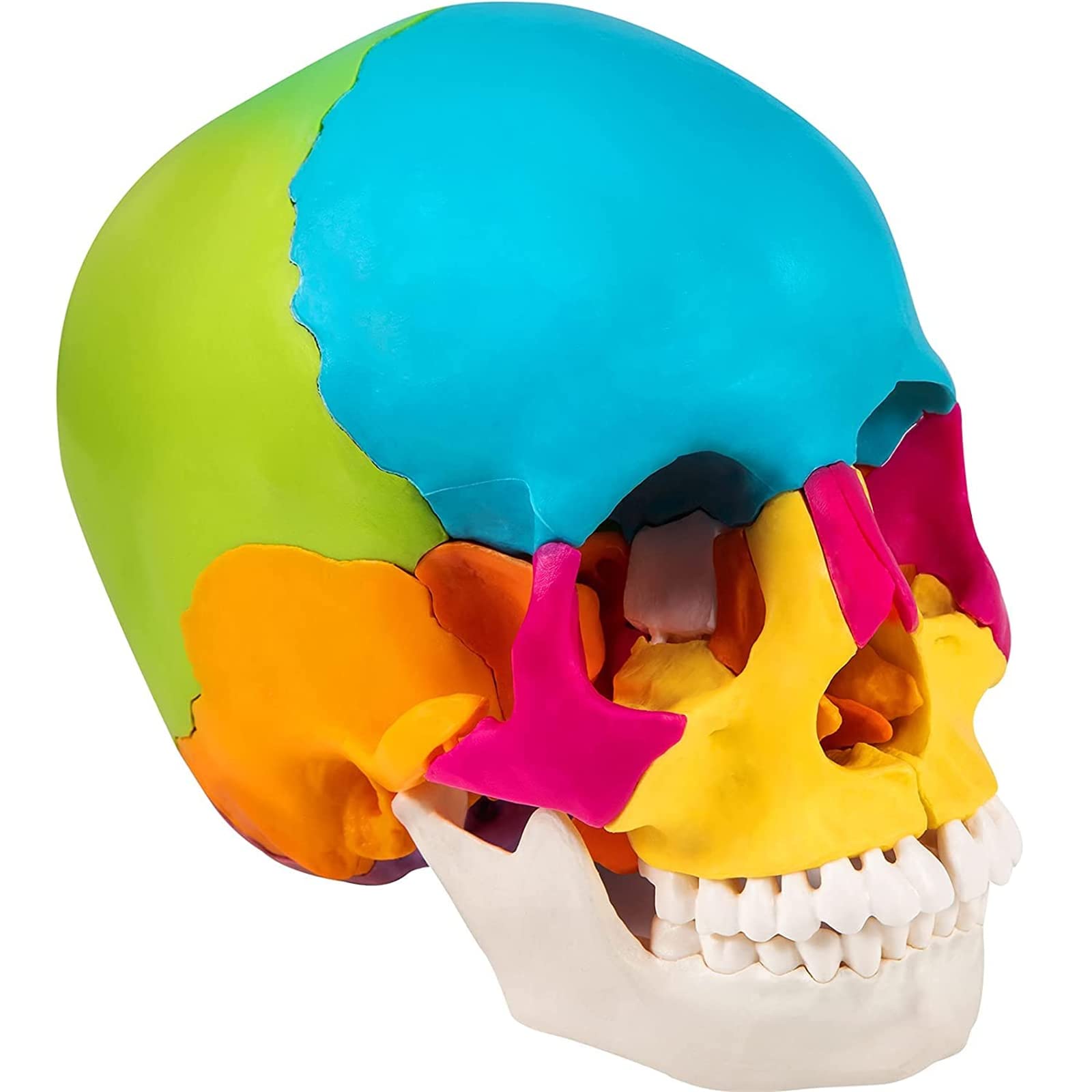 Modèle de crâne Humain Grandeur Nature, modèle de crâne Anatomique éclaté Multicolore de 22 pièces, réplique de crâne Humain 1:1 pour l'enseignement médical et l'étude