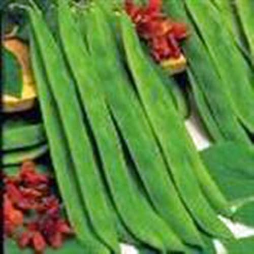 Miniatura 2 de Frijol, arbusto de cosecha superior, reliquia, 100 semillas, gran sabor fresco o cocido