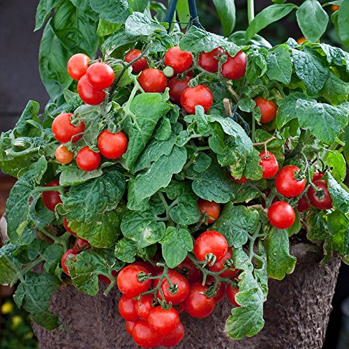 Image of Live Green Vegetable Seeds | Cherry Tomato Seeds | F1 Hybrid | Organic Seeds | For Home & Kitchen Garden | Pack of 1 pkt 60-80 Seeds