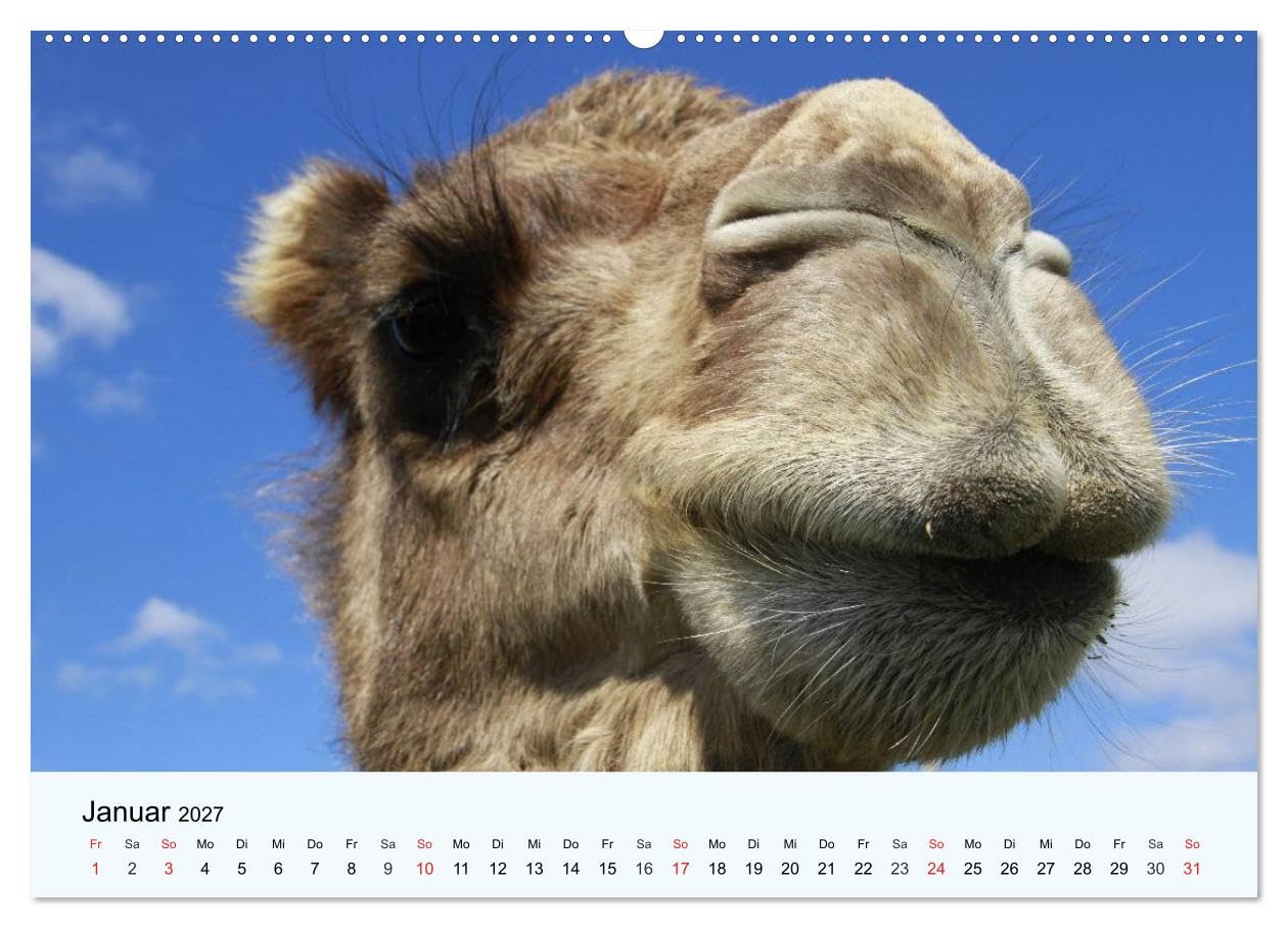 CALVENDO - Die Kameliden. Hübsche Kamele, Lamas und Alpakas (Wandkalender 2027 DIN A2 quer), Monatskalender: Die hübschen Tiere aus der Paarhufer-Familie