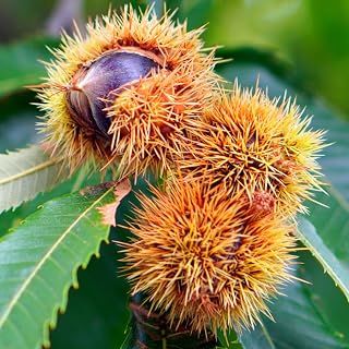 2 Chinese Chestnut Tree Live Plant – 2 to 3 Ft Tall | Sweet Nut-Producing Tree for Home Orchards | Hardy and Fast-Growing