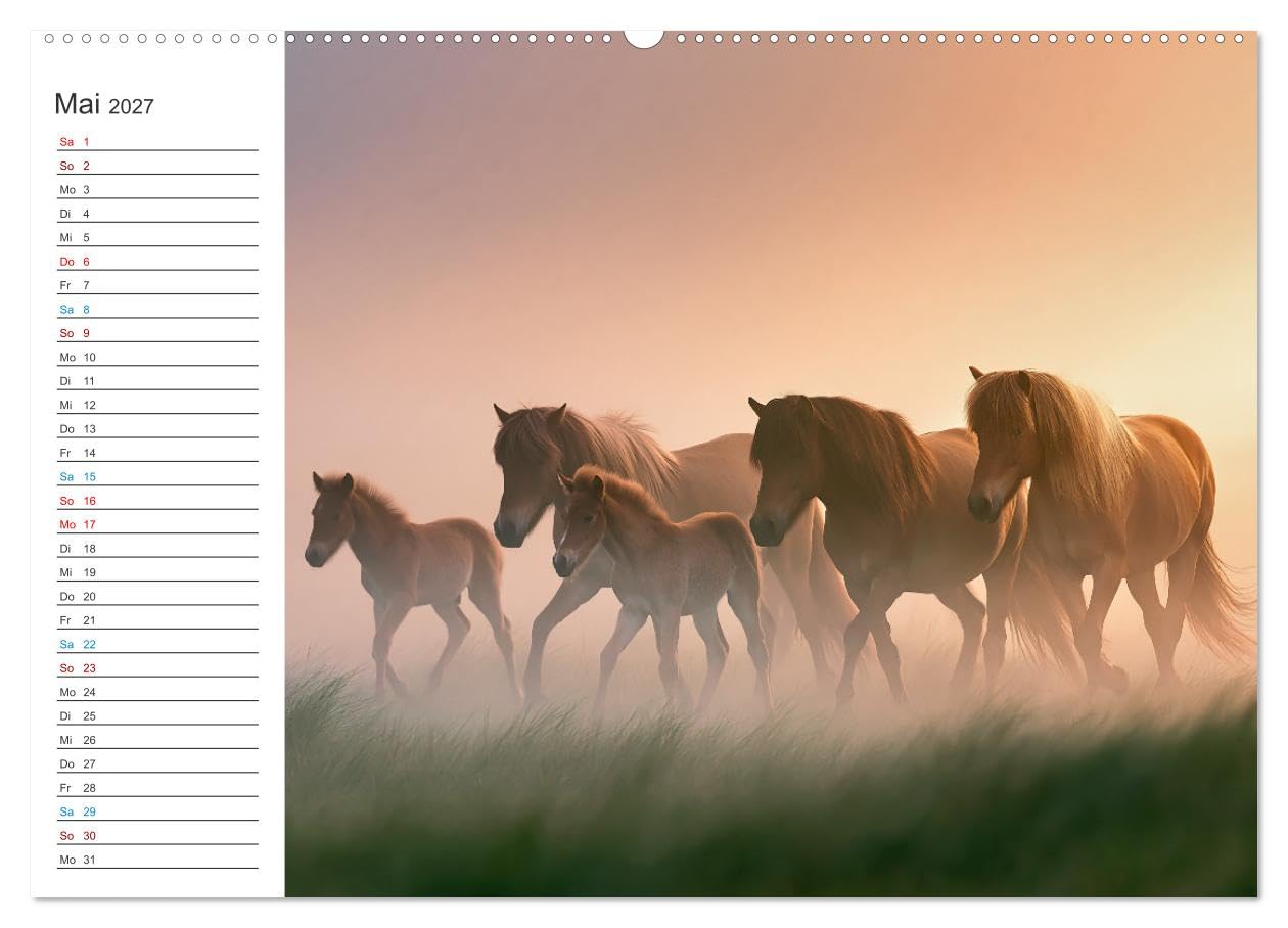 CALVENDO · Islandpferde (Kalender 2027) | DIN A2 Querformat · Premium-Wandkalender · Zwölf Monate voller beeindruckender Bilder zeigen majestätische Pferde…