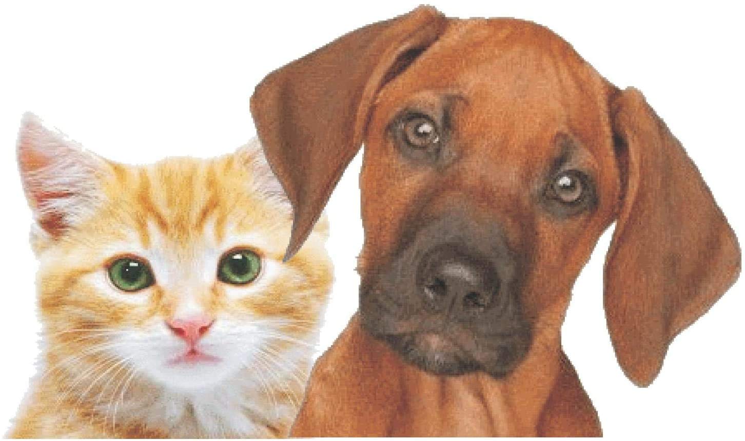 Scheidler horse-direkt Lachsöl für Hunde, Katzen und Pferde, reines Fischöl, Barf Öl ohne Zusätze, reich an Omega-3, 6- und 9-Fettsäuren, natürliches Einzelfuttermittel, 2 x 1 Liter