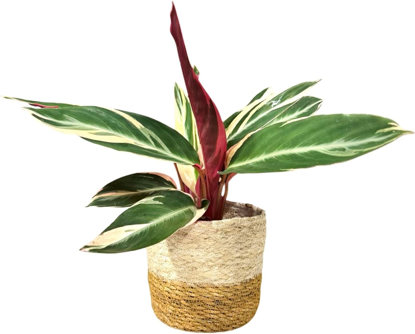 Live Plant Stromanthe Triostar, Pet-Friendly, Tricolor Prayer Plant, 12-16" Tall, Indoor Plant, Easy to Care, Rare Plant, 4.7 inch Decorative Pot (Brown Jute)