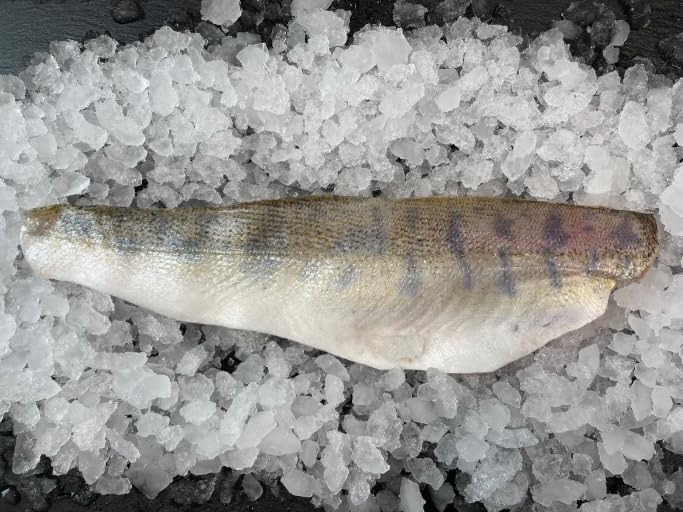 Zanderfilet | Zander | ohne Gräten | Gekühlter Expressversand | 500g | Beste Qualität | vakuumverpackt | delishopper