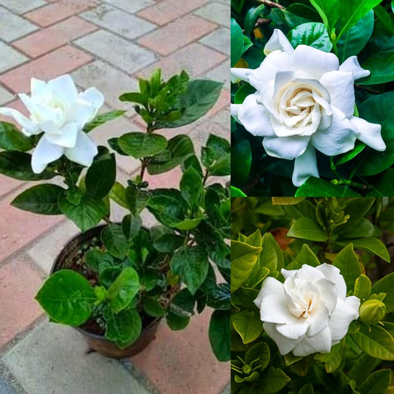 Sugandharaj plant,All season High fragrance Live Indoor Hybrid gardenia flower live plant | gandhoraj flower live plant For Home Gardening1 Live flower plant
