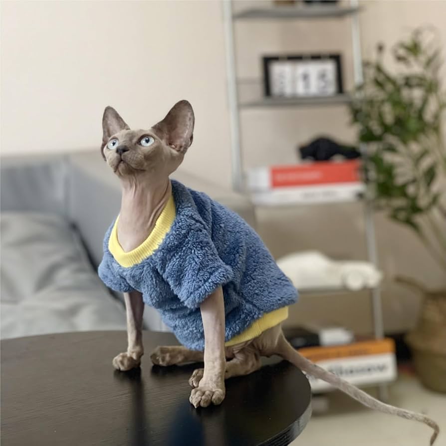 スフィンクス猫 銀製プルーフ 東京都のスフィンクス｜男の子