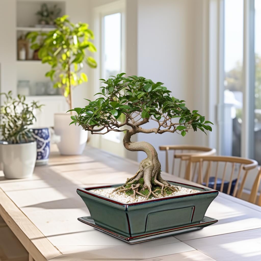 Zestaw 2 ceramicznych doniczek bonsai, z podstawką i otworami drenażowymi, do japońskich roślin pokojowych bonsai, dekoracja retro do zestawów pojemników ogrodowych na zewnątrz, średnica otworu 26 cm