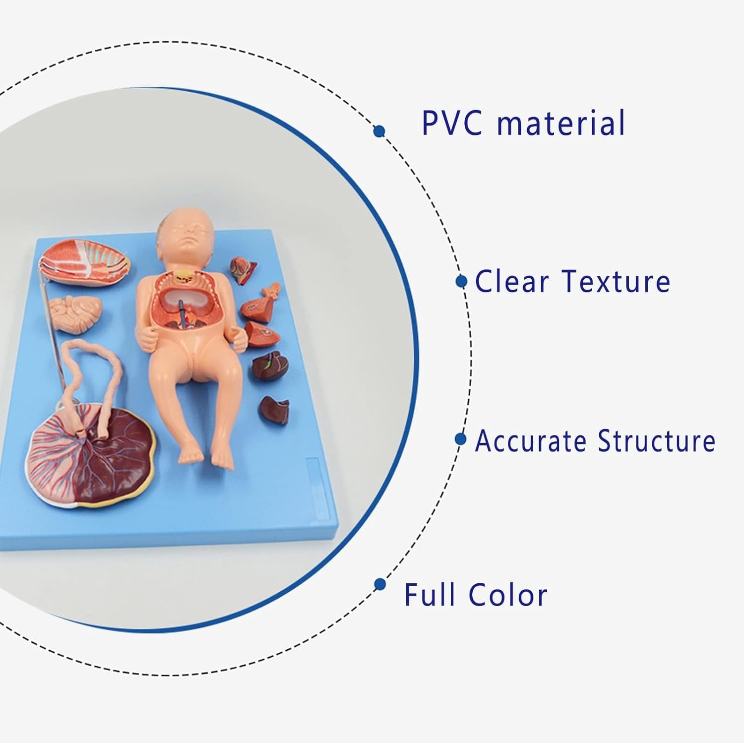 Model anatomii płodu, model anatomii trzewi noworodka, wyjmowane organy dziecka i łożysko, do nauki anatomii i fizjologii człowieka.