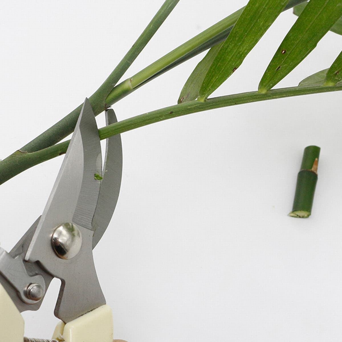 Recentemente in Acciaio Inox Strumento di Innesto Giardinaggio Potatura Cesoia Forbice Ramo Strumento Cesoie Giardinaggio Cesoie per Potatura di Alberi da Frutto