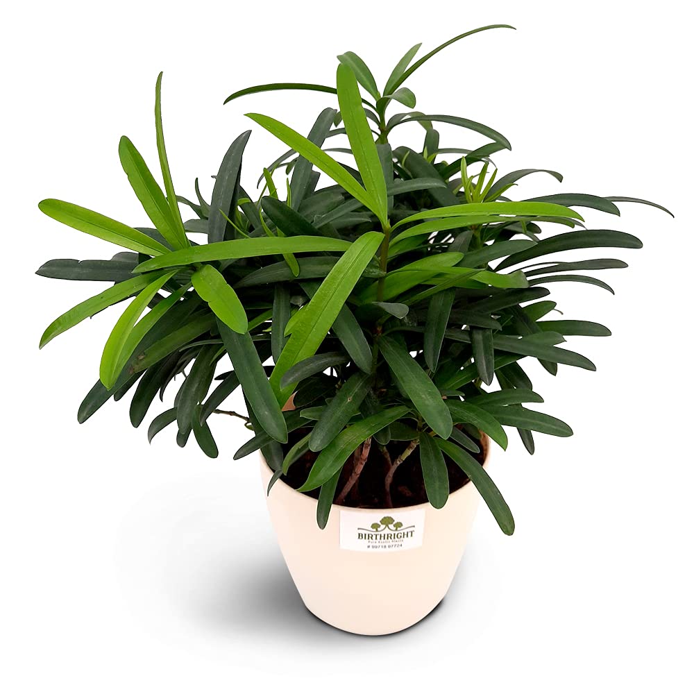 BIRTHRIGHT Podocarpus imported plant Amazon.in Garden & Outdoors