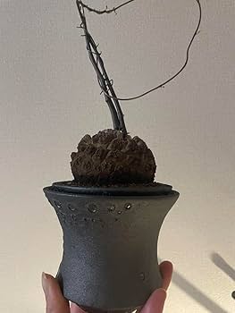 OZWRT はせがわナーセリー　亀甲龍　ゴールド OZWRT はせがわナーセリー 亀甲龍 ゴールド OZWRT はせがわ