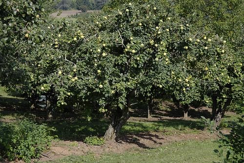 New Fresh 80pcs Giant Quince Tree Seeds Generic