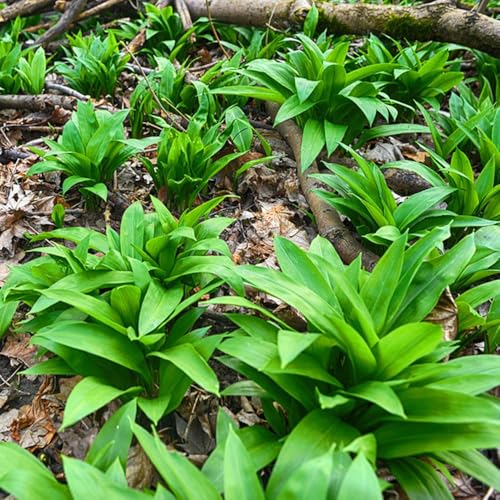 semi di aglio orsino biologico - resistente tappezzante vecchie varietà decorazioni balcone 200pcs