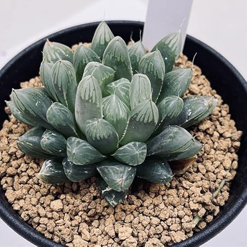 観葉植物 ハオルチアオブツーサの人気商品 通販 価格比較 価格 Com