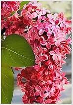 Red Pixie Lilac Shrub – Fragrant Reblooming Lilac Bush | Cold Hardy, Drought Resistant & Low Maintenance | Attracts Butterflies & Bees | Perfect for Small Gardens & Containers – Live Plant