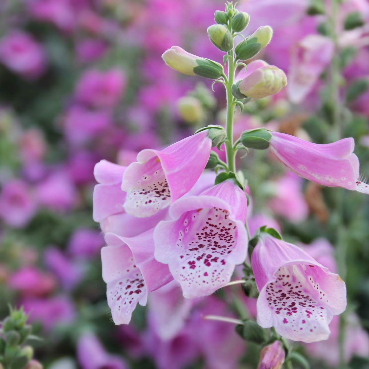 Foxglove - Digitalis Foxy Seeds Dwarf Mix - 1000 Seeds