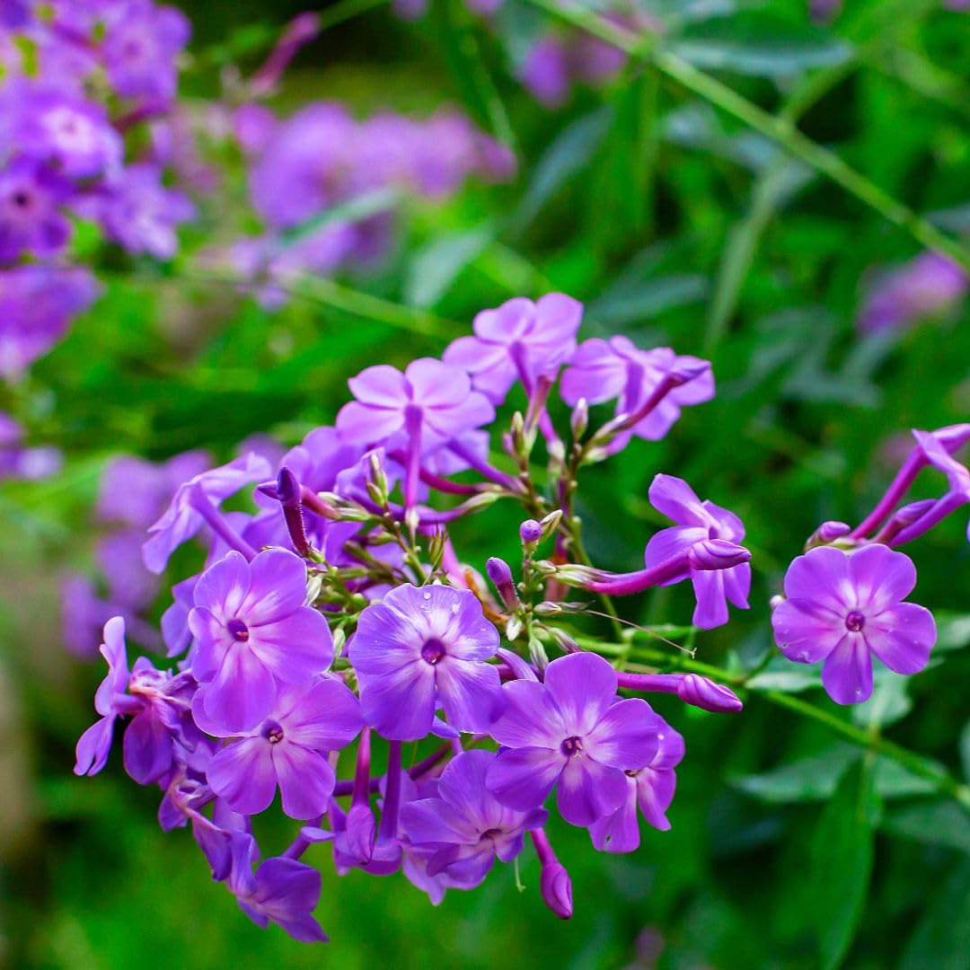 Phlox paniculata ‘Laura’ – Perennial Phlox Hardy Plant with Fragrant Blooms 9cm Pot x 2 Plants By Thompson & Morgan