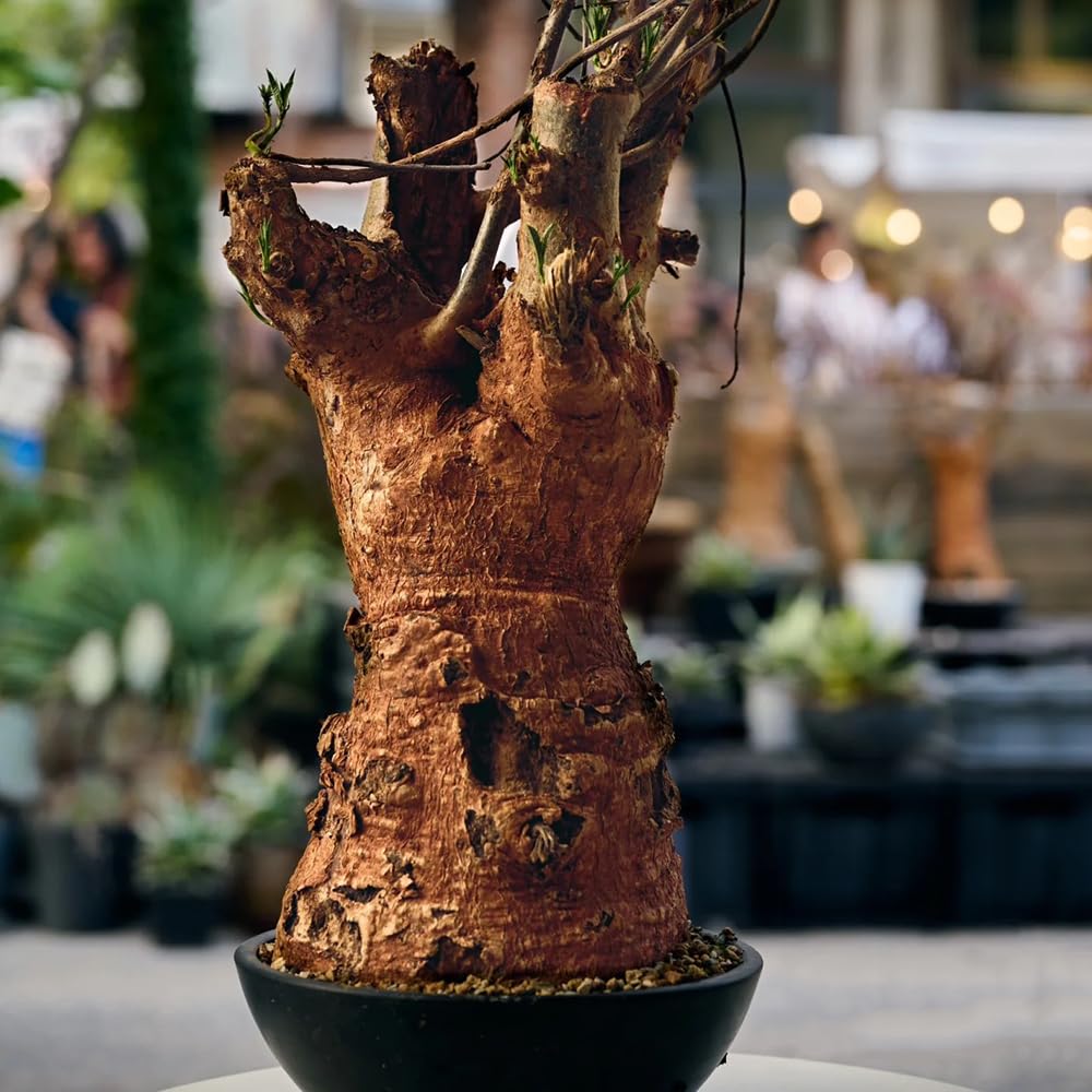 30 Pcs Affenbrotbaum Samen, Baobab Baum Deko Samen Bonsai Nachhaltige  Geschenke Fr Frauen, Adansonia Digitata, Bume Kaufen Plants, Geschenk  Garten Pflanzensamen, Pflanzen Samen : Amazon.de: Garten