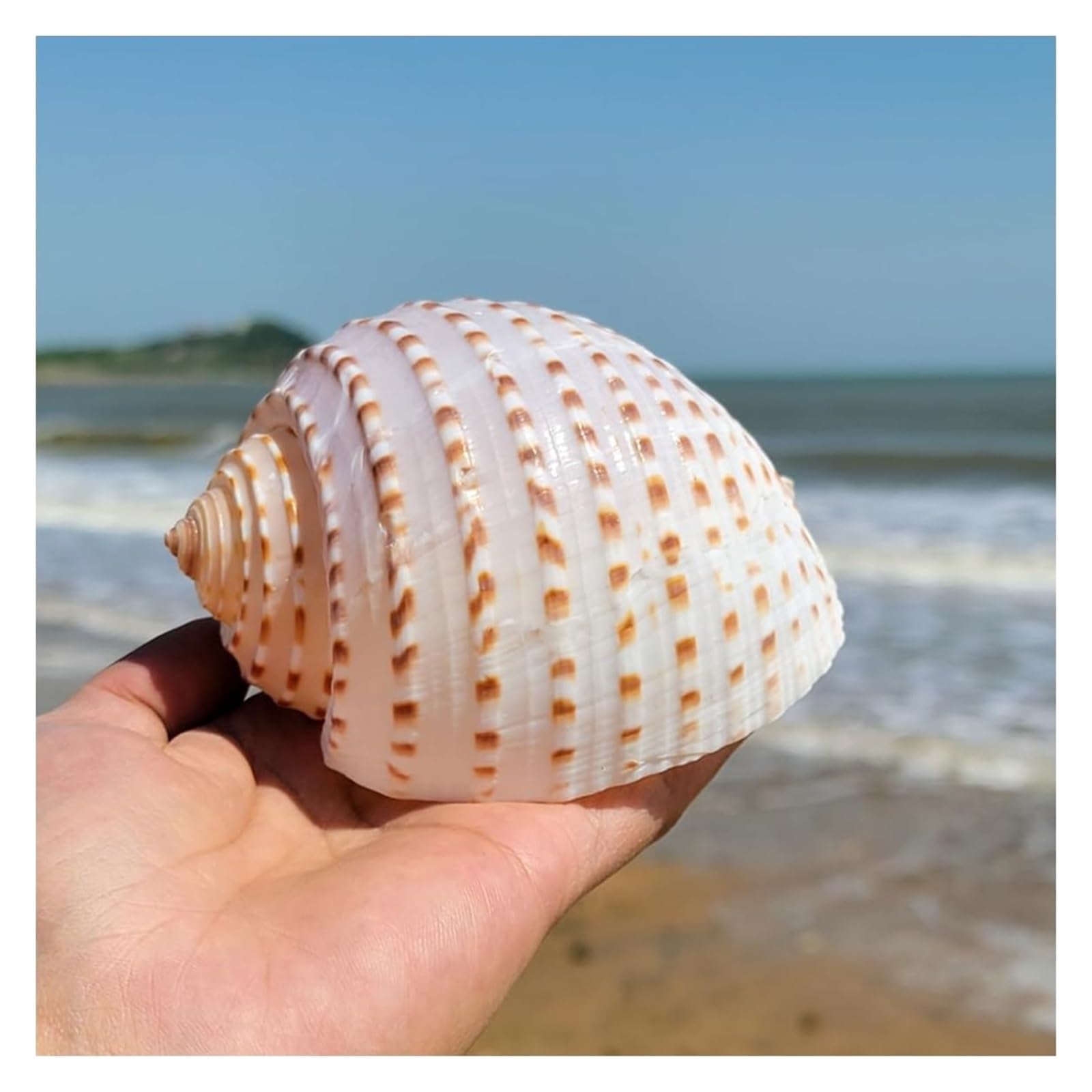 YKMYXZ shells， Spot Shells, 1 Pcs Large Rare Ocean Conch 8~12Cm Seashells Perfect for Home Decorations,Fish Tank(10~12cm)