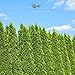 Produktbild Gardline - Lebensbaum Thuja Smaragd 100-120cm. Angebot: 3-200 Koniferen. Thuja: BESTSELLER - 150 St. (ca. 50 Meter)
