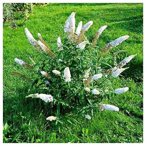 Buddleia davidii 'White Profusion' in 2L Pot Buddleja Butterfly Bush 3fatpigs®