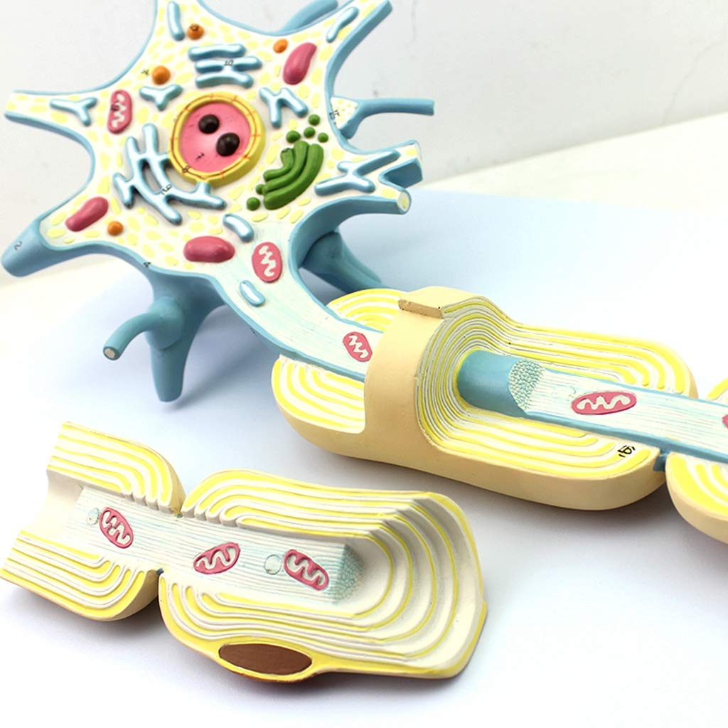 Sjdopulse Neuron Model - Nerve Fiber Structure Anatomy Model - Neurology Specialist Nerve Cell Tissue Teaching Studying Model - For Study Medical Teaching Model