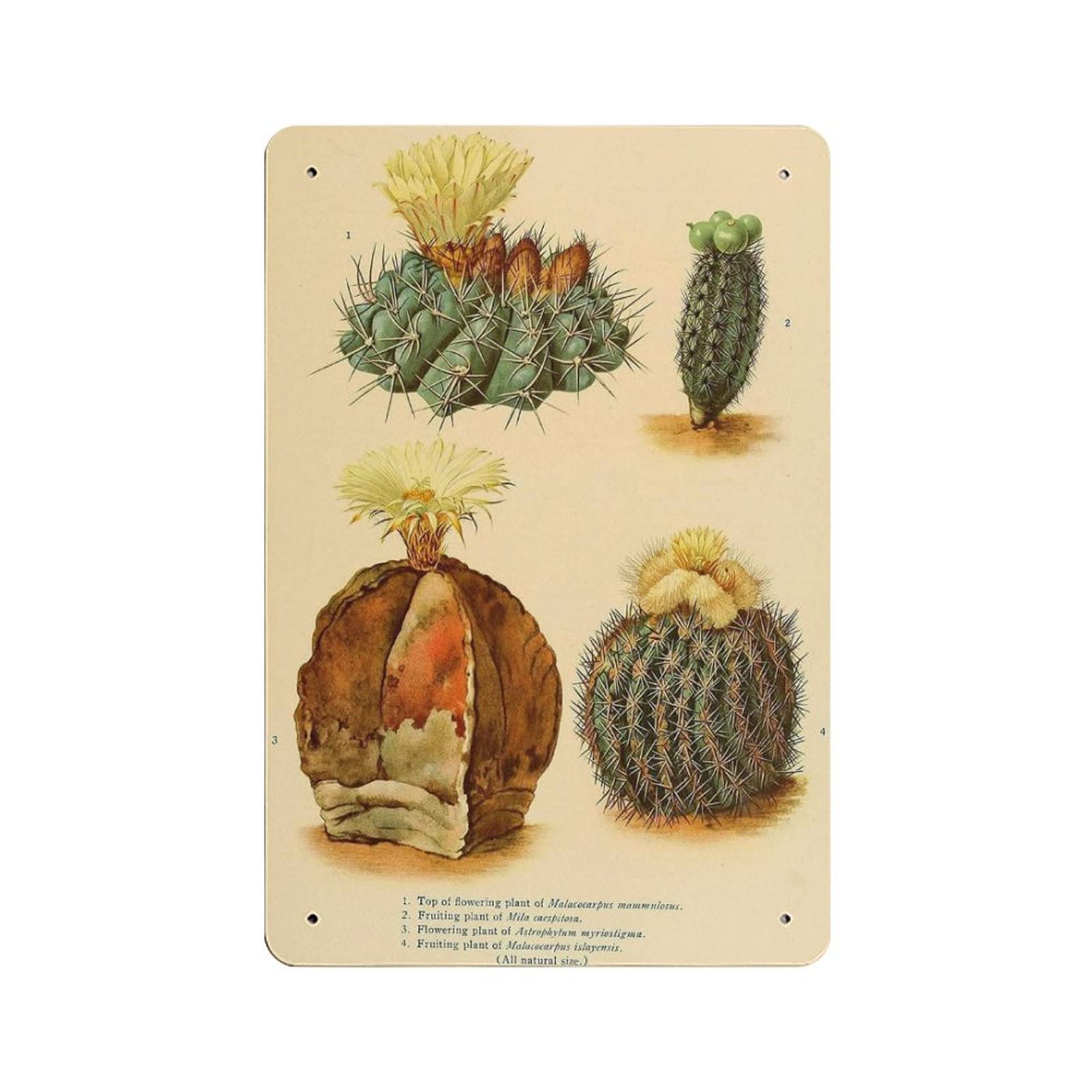AOOEDM Cactus on The Wall Vintage Metal Tin Sign for Home Coffee Shop Office Wall Art Metal Poster Garage Decor Man Cave Sign Inspirational Quote Wall Decor