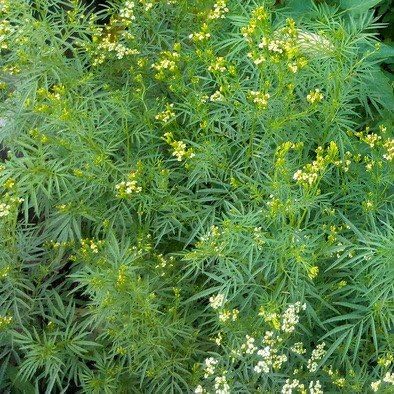 Semillas de caléndula de menta mexicana (Tagetes lucida) más de 30 semillas raras en cápsulas de semillas congeladas para el jardinero y recolector