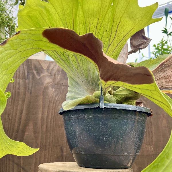Amazon｜おしゃれ 観葉植物：ビカクシダ コウモリラン スパーバム*吊り