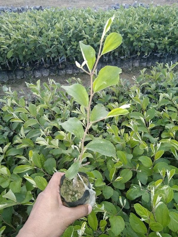 Image of Live Original Grafted Green Ber Apple Ber Tree (Next Year Get Fruits)