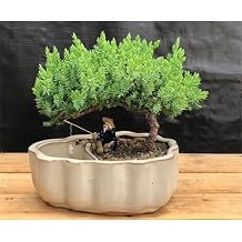 Bonsai Boy c2051 Juniper Procumbens Nana Tree Land & Water Pot with Scalloped Edges