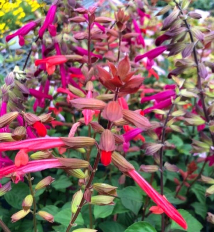 Miniatura 3 de 350 Semillas de Salvia Greggii Fairy Queen Wendy Salvia Salvia Otoño Fragante Sin OMG Heirloom Variedad Flor Rosa