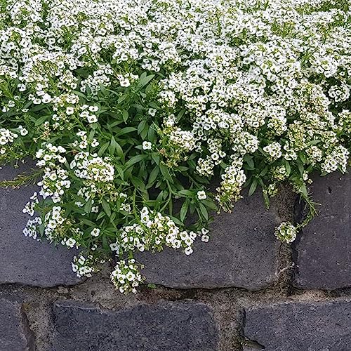 Alyssum Seeds for Planting - 1000Pcs White Alyssum Seeds for Growing Garden Home Garden Balcony Easy to Grow Multicolor Flowers Seeds