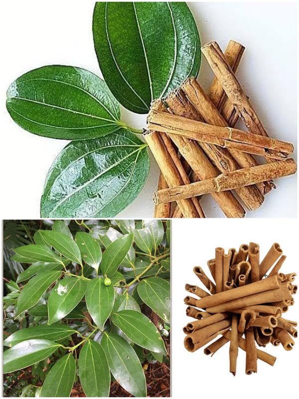 See full amazon price history chart for STAR PLANT True Cinnamon Plant/Bay Leaf (Cinnamomum verum) Ornamental/Medicinal Live Plant (Home & Garden) STAR PLANT True Cinnamon Plant/Bay Leaf (Cinnamomum verum) Ornamental/Medicinal Live Plant (Home & Garden) (B0CTGD8RH9) Amazon Price History, Amazon Price Tracker