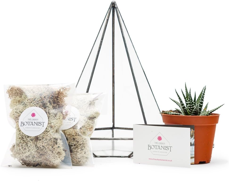 JEWEL TERRARIUM DIY KIT with LIVE SUCCULENT PLANTS Also available supplied fully assembled, with LED lights or empty terrarium. High quality glass construction H24cm x 17cm Diameter Exclusive designer geometric terrariums from The Urban Botanist. Stylish room decorations for home, office, events, interior design schemes (DIY kit)