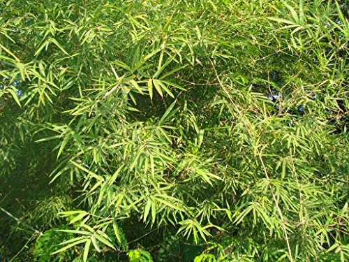 Asklepios-seeds® - 100 Seeds of Dendrocalamus strictus, Male Bamboo, Solid Bamboo, Calcutta Bamboo